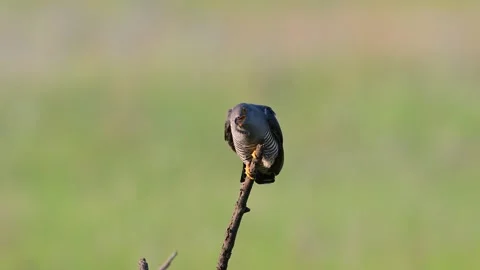 Common cuckoo (Cuculus canorus) sits on a stick with an insect in its beak  Stock Footage 335791144