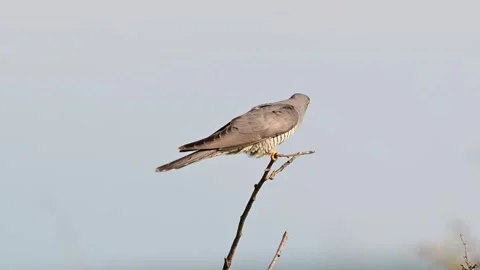Common cuckoo (Cuculus canorus) sits on a stick with an insect in its beak Stock Footage 335791208
