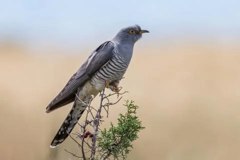 The common cuckoo  (Cuculus canorus) sits on a branch and calls for a partner Stock Photos