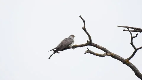 Common cuckoo (cuculus canorus) sitting tree without leaves on a white  Stock Footage 159964556