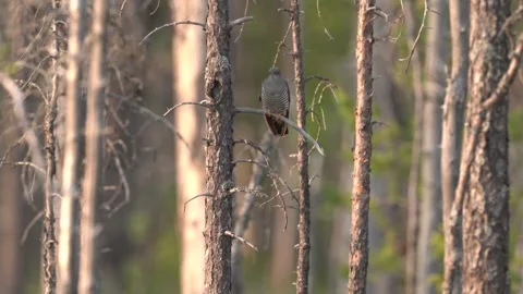 Common Cuckoo, Cuculus canorus, sitting on the tree branch in the forest, Kohmo  库存影片 245147418