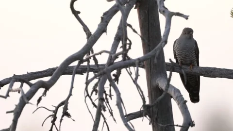 Common Cuckoo, Cuculus canorus, sitting on the tree branch in the forest, Kohmo  動画素材 245147820