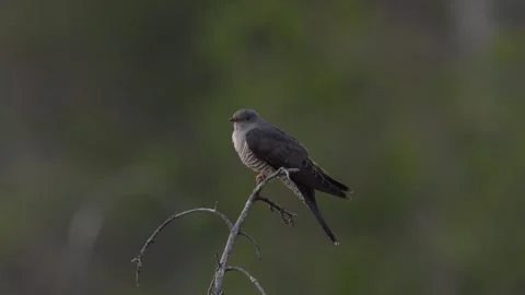 Common Cuckoo, Cuculus canorus, sitting on the tree branch in the forest, Kohmo  Stock-Footage 245148323