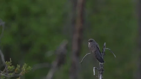 Common Cuckoo, Cuculus canorus, sitting on the tree branch in the forest, Kohmo  Stock Footage 245148391