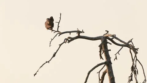 Common Cuckoo, Cuculus canorus, sitting on the tree branch in the forest, Kohmo  Stock Footage 311575298