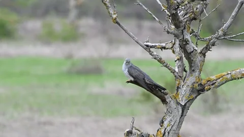 Common Cuckoo Cuculus canorus Takes Off from Tree. Slow Motion Video stock 309332703