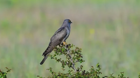 Common cuckoo (Cuculus canorus) taking off from bush in slow motion Stock Footage 335791110