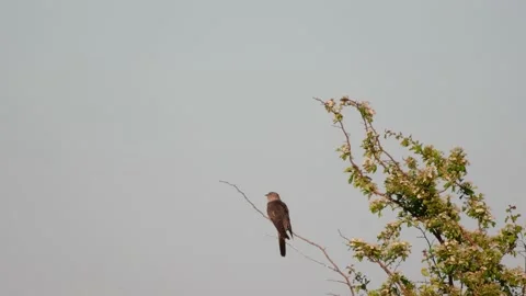 Common cuckoo Cuculus canorus in the wild Video stock 196120477