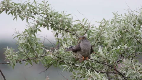 Common cuckoo Cuculus canorus in the wild 스톡 동영상 196120538