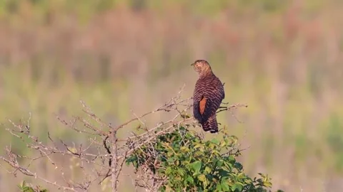 Common cuckoo Cuculus canorus in the wild Video stock 224740910