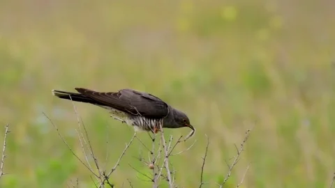 Common cuckoo Cuculus canorus in the wild Vídeo Stock 231717612