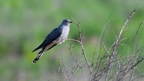 Common cuckoo Cuculus canorus in the wild Stock Footage 240769615