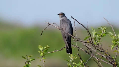 Common cuckoo Cuculus canorus in the wild Stock Footage 240769660