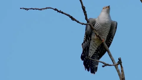 Common cuckoo Cuculus canorus in the wild Video stock 240769688