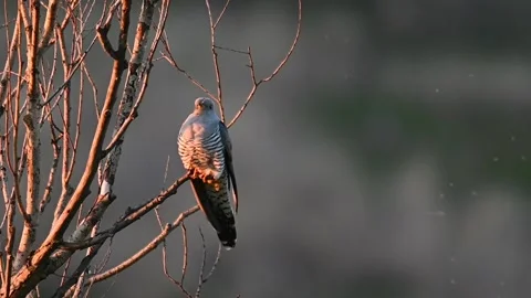 Common cuckoo Cuculus canorus in the wild Stock-Footage 240770338