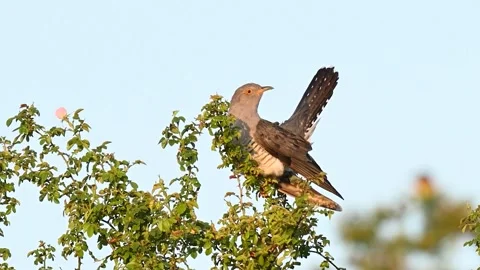 Common cuckoo Cuculus canorus in the wild Stock Footage 243552834