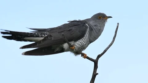 Common cuckoo Cuculus canorus in the wild Video stock 244118294