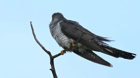 Common cuckoo Cuculus canorus in the wild Video stock 244634382