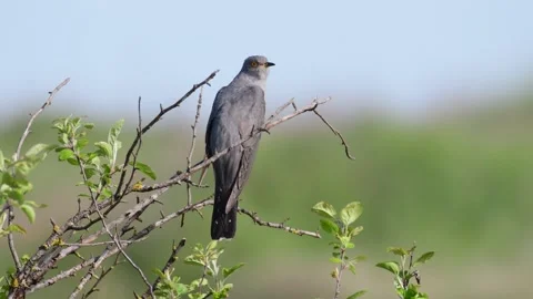 Common cuckoo Cuculus canorus in the wild Video stock 245664602