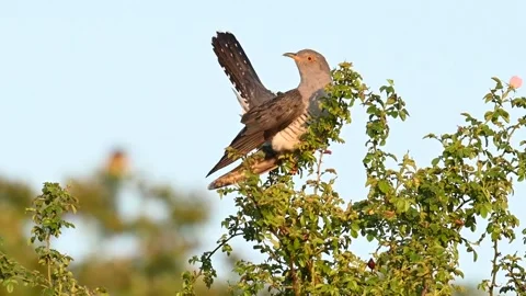 Common cuckoo Cuculus canorus in the wild Vídeo Stock 245664952