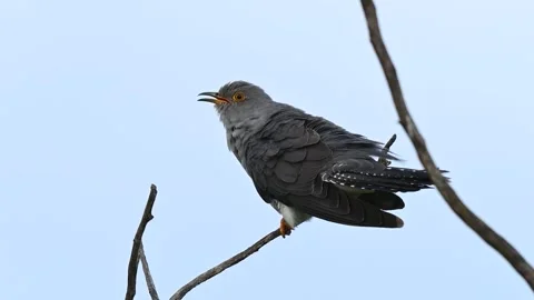 Common cuckoo Cuculus canorus in the wild Vídeo Stock 245665088