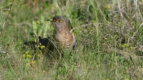 Common cuckoo Cuculus canorus in the wild Stock-Footage 283021239