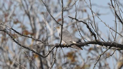 Common cuckoo Cuculus canorus in the wild Stock-Footage 328121987