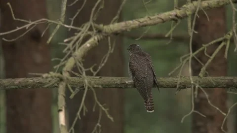 Common Cuckoo (Cuculus Canorus) Wren Feeding Fledgling Stock Footage 337472219