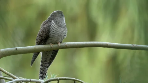 Common Cuckoo Cuculus canorus16  25P youngster calling for food Stock Footage 171570951