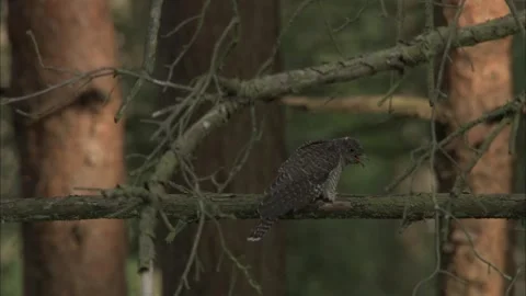 Common Cuckoo (Cuculus Canous) Wren Feeding Fledgling Stock Footage 337472215