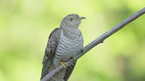 Common cuckoo female bird close up Stockbeeldmateriaal 344268187