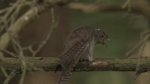 Common Cuckoo Fledgling (Cuculus Canorus) Fed By Wren Closeup Stock Footage 337472216