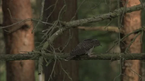 Common Cuckoo Fledgling (Cuculus Canorus) Being Fed By Wren Slomo Stock Footage 337472224
