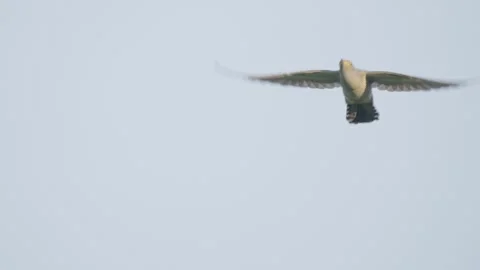Common cuckoo flying, bird in flight Stockbeeldmateriaal 344267107