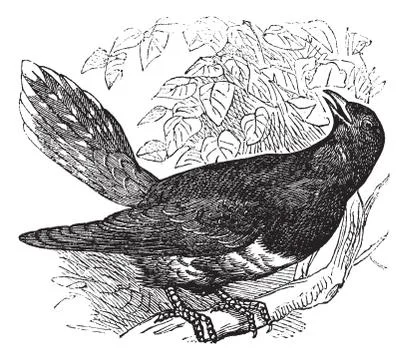 Common Cuckoo or Cuculus canorus vintage engraving Stock Illustration