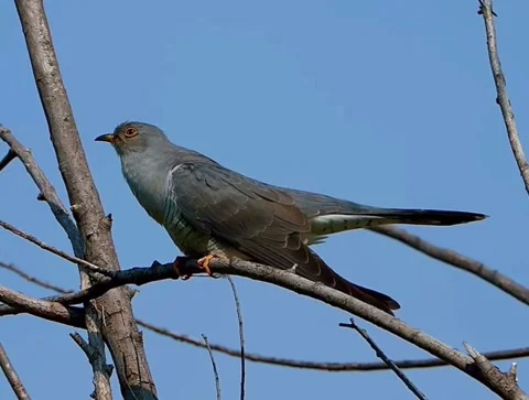 Common cuckoo perched on a bare tree branch against a clear blue sky Stock-Footage 335491916