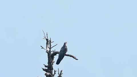 Common Cuckoo perched on top of a tree branch against a clear blue sky. Stock Footage 337445260