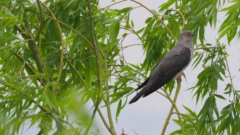 Common Cuckoo Perched on Tree Branch with Green Leaves Vidéo 328687183