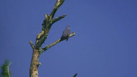 Common cuckoo perched on tree branch looking around blue sky Stock Footage 334735470