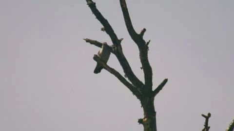 Common cuckoo perched on tree branch calling in countryside Stock Footage 334735505