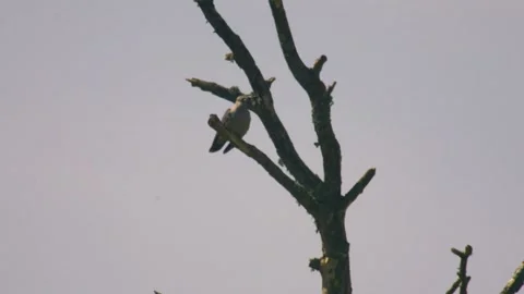 Common cuckoo perched on tree branch looking around UK wildlife Stock Footage 334795956