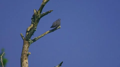 Common cuckoo perched on tree branch against blue sky Stock Footage 334796919