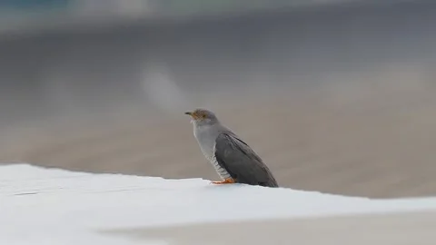 Common Cuckoo Perched on White Ledge Видео 328686659