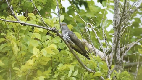Common cuckoo perching on a tree Video stock 260837155