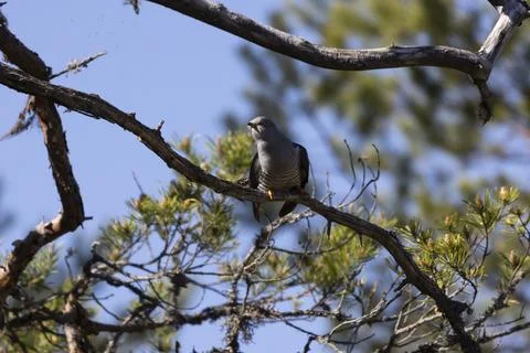 Common Cuckoo Stock Photos