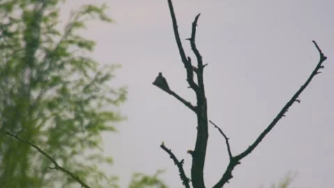 Common cuckoo silhouette perched on bare tree branch against pale sky Stock Footage 334735874