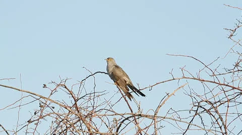 Common Cuckoo singing / Cuculus canorus ( European Cuckoo) Stock Footage 23271357