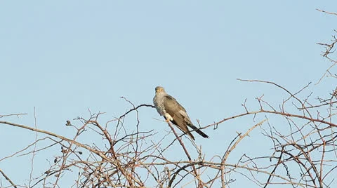 Common Cuckoo singing / Cuculus canorus ( European Cuckoo) Stock Footage 23272107