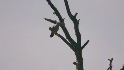 Common cuckoo sitting on bare tree branch against clear sky Stock Footage 334736178