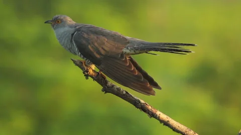 Common Cuckoo sitting on a tree branch and singing after migration 库存影片 45108071